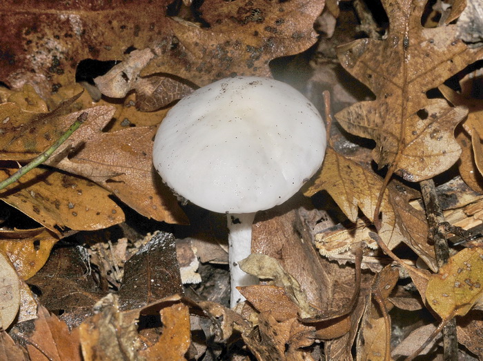 Hygrophorus eburneus ?